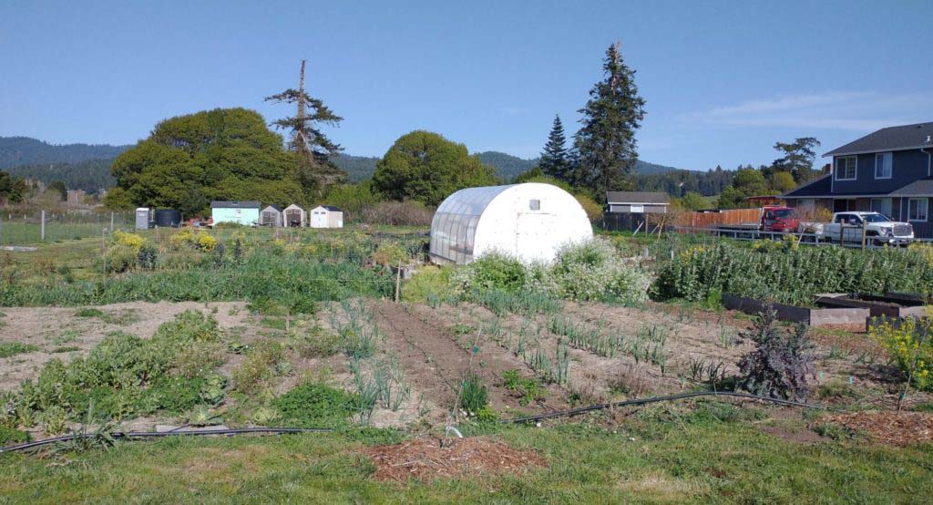 Greenhouse in Spring